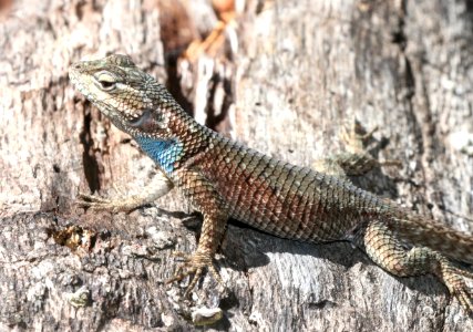 SPINY-LIZARD, YARROW'S (Sceloporus jarrovii) (7-3-2020) madera canyon, santa rita mts, santa cruz co, az -01