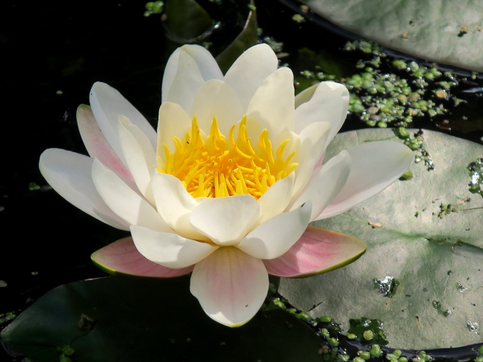 Bloemen insecten 2019 Rotterdam