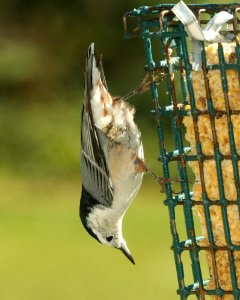 686 - WHITE-BREASTED NUTHATCH (9-27-2018) pepperell, middlesex co, ma -01