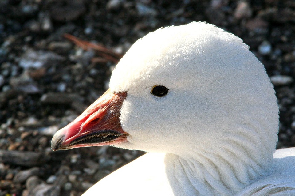 013 - ROSS'S GOOSE (12-22-07) maybe x with snow, laguna, sloco, ca