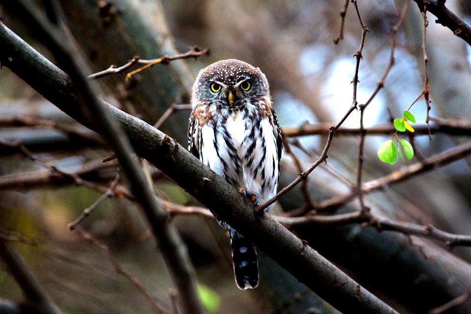 D73A5818-Pearl-spotted owlet