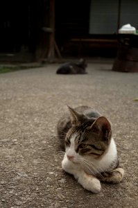 Cat at Kawagoe7.jpg photo