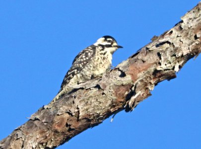 538 - RED-COCKADED WOODPECKER (6-9-2017) juvenile, patsy pond nature trail, croatan nat forest, carteret co, nc -11