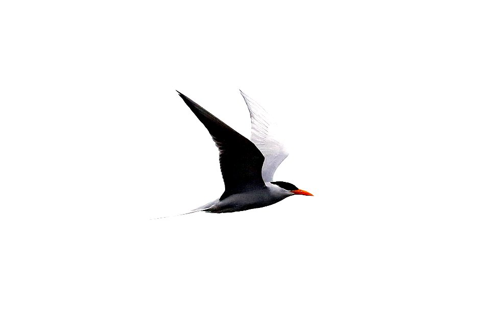  YT 0455 river tern