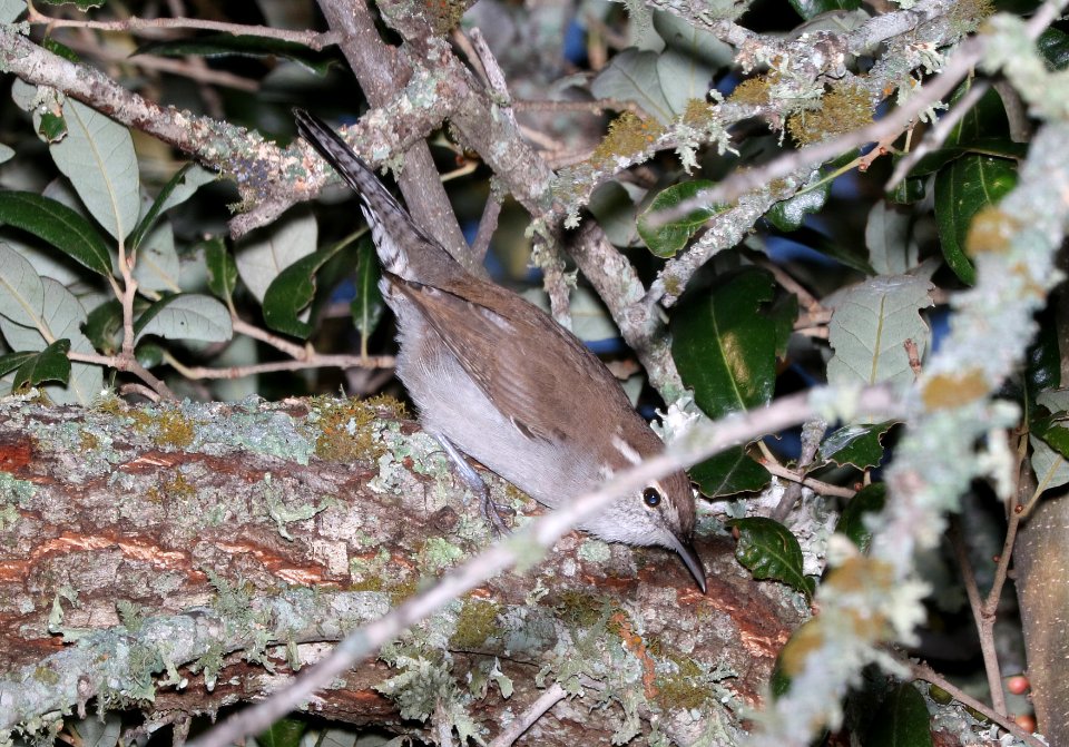 698 - BEWICK'S WREN (10-25-2016) edwards co, texas -01