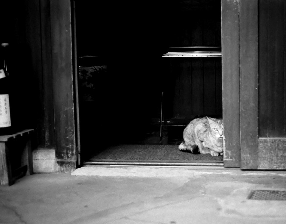 Cat at shin-okubo.jpg