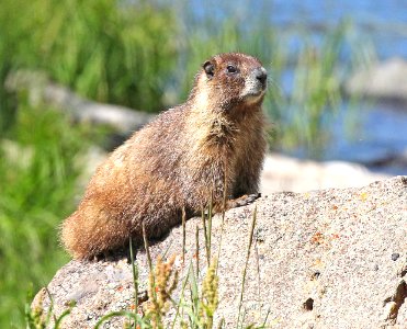 MARMOT, YELLOW-BELLIED (Marmota flaviventris) (7-21-2015) 9600 ft, just n-e of slumgullion pass, hinsdale co, co (4)