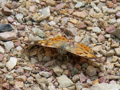 Bloemen insecten 2019 Rotterdam