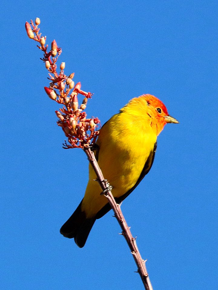 913 - WESTERN TANAGER (5-7-2016) sonoita creek state natural area, santa cruz co, az -01