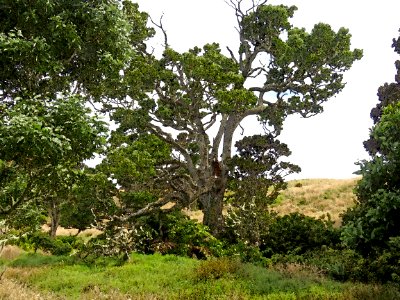 HAWAII 2017 - 2 - Photo-shopped with "watercolor" tool. The edge of Hakalau Forest.