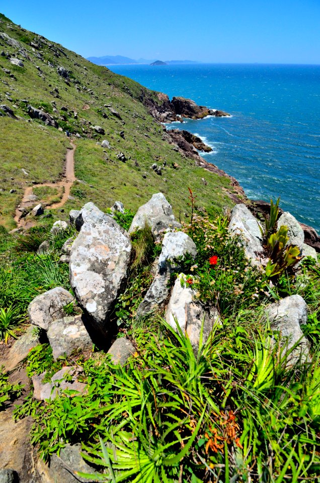 plantas y piedras