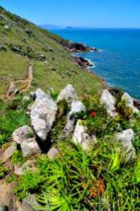 plantas y piedras