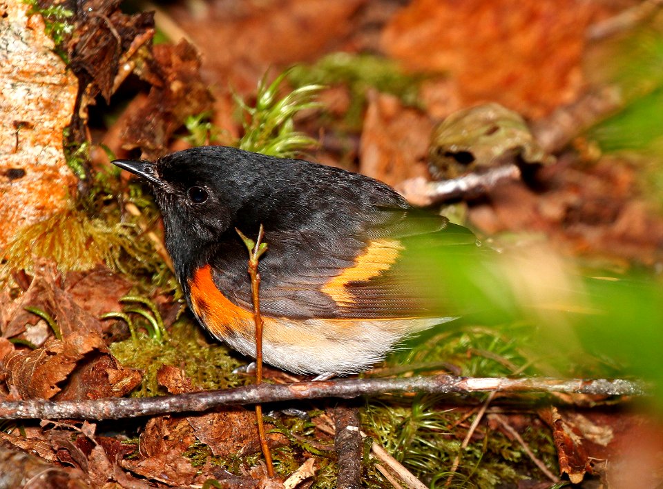 820 - AMERICAN REDSTART (5-28-2015) washington co, maine -04