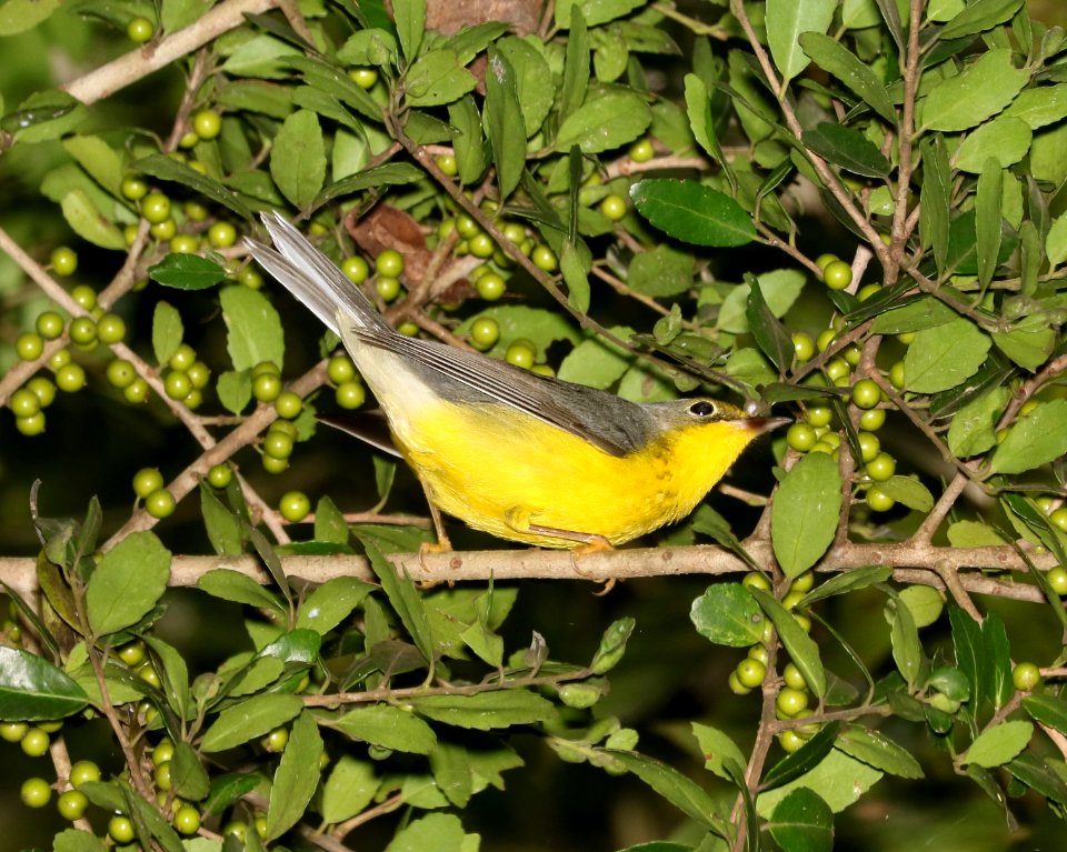 847 - CANADA WARBLER  (8-30-2016) high island, chambers co, tx -05