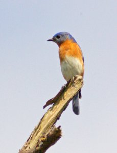734 - EASTERN BLUEBIRD (2-9-2008) texas -01