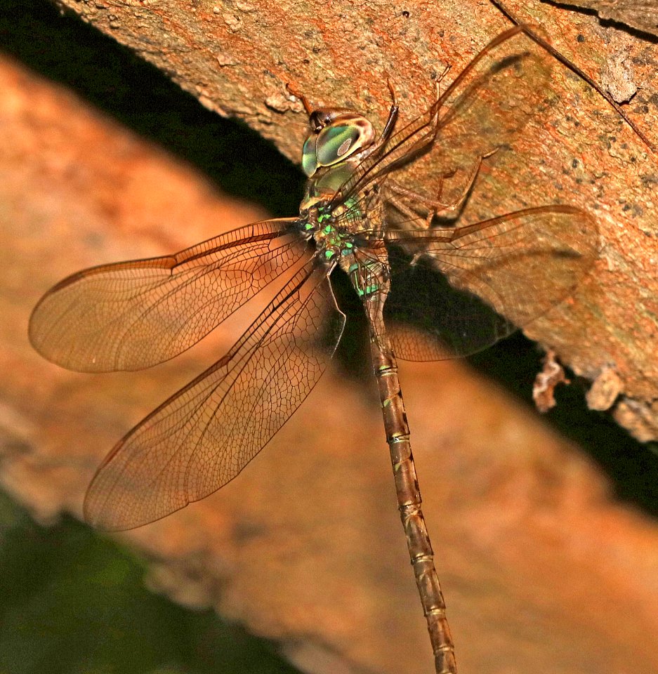 DARNER, BAR-SIDED (Gynacantha mexicana) (11-10-2016) the national butterfly center, hidalgo co, tx -01 (3)