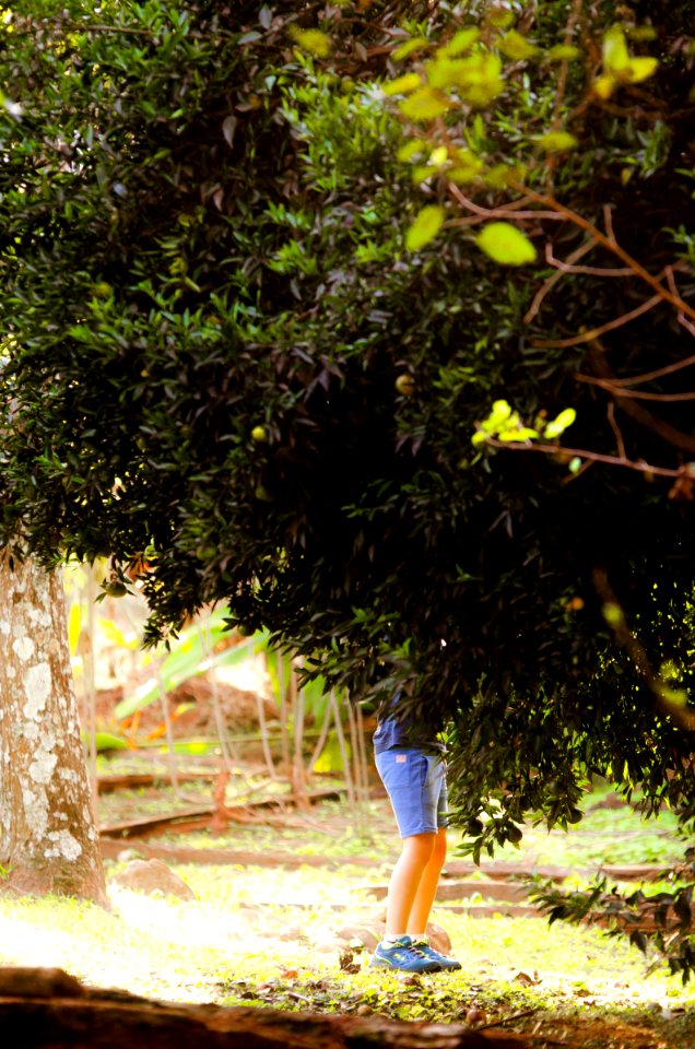 tarde de mandarina
