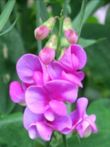 Bloemen insecten 2019 Rotterdam