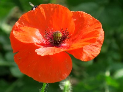 Bloemen insecten 2019 Rotterdam