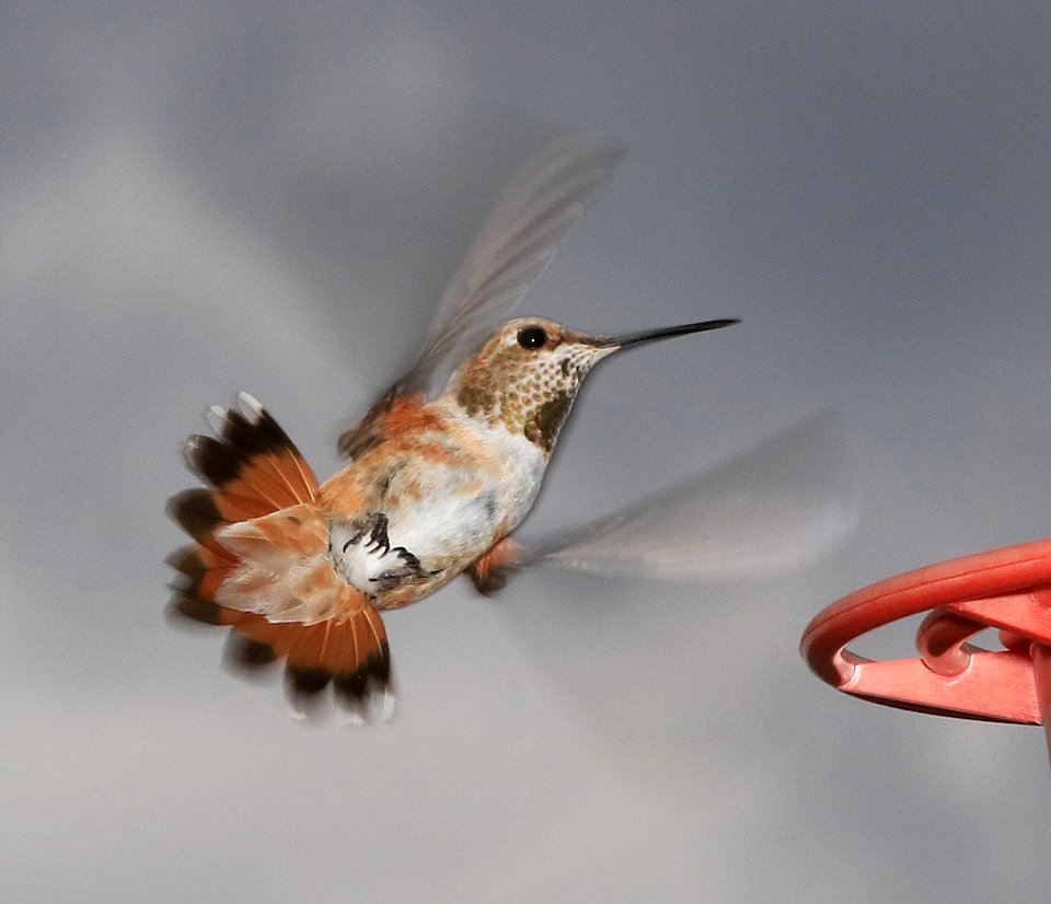 504 - RUFOUS HUMMINGBIRD (9-6-2016) imm male, 78 circulo montana, patagonia lake ranch estates, scc, az -03