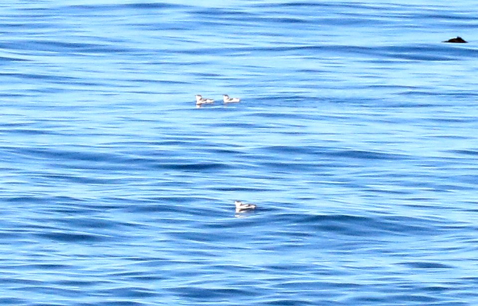 407 - MARBLED MURRELET (9-16-2015) rip-rap just north of piedras blancas motel, san luis obispo co, ca -02