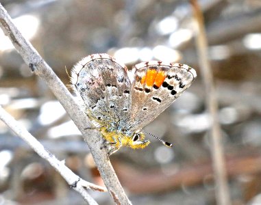 BLUE, SONORAN (Philotes sonorensis) (3-26-2016) female, plum wash, anza-borrego state park, san diego co, ca -07