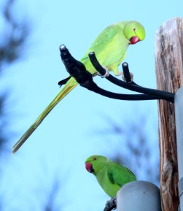 ROSE-RINGED PARAKEET (9-17-2017) oahu cemetary, honolulu co, oahu, hawaii -04