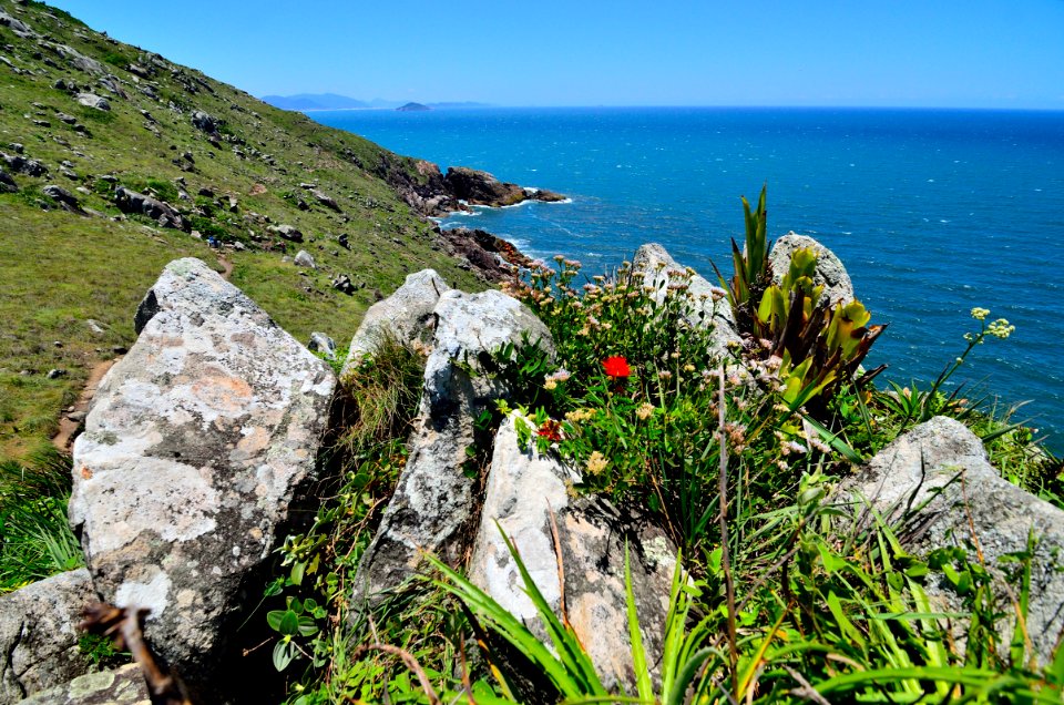 plantas y piedras