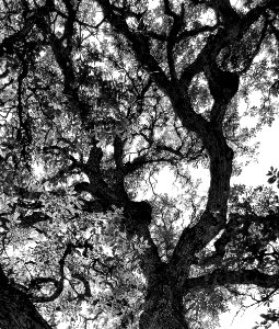 HUACHUCA MOUNTAINS, Oversite Canyon, AZ - (1-24-2019) -01 BW