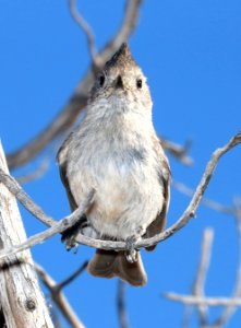 680 - JUNIPER TITMOUSE (4-24-2016) san juan co, ut -06