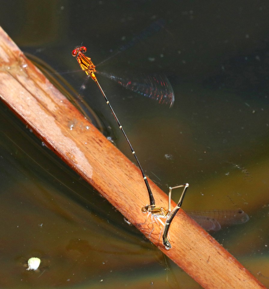 ORANGE-STRIPED THREADTAIL (Protoneura cara) (9-30-2020) pena blanca lake, santa cruz co, az -18 in tandem ovipositing
