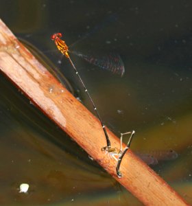 ORANGE-STRIPED THREADTAIL (Protoneura cara) (9-30-2020) pena blanca lake, santa cruz co, az -18 in tandem ovipositing