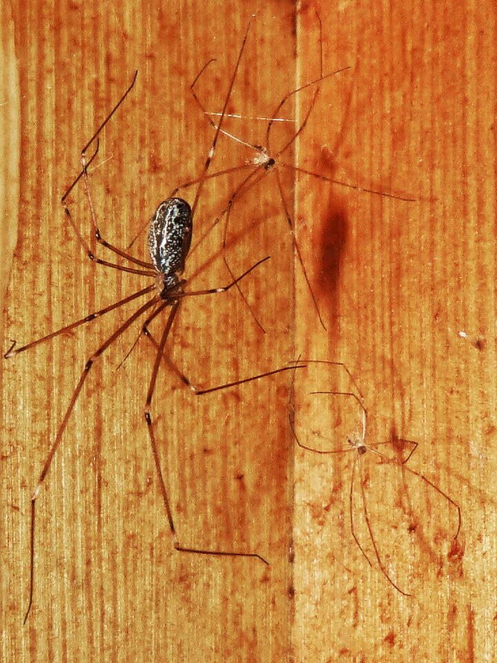 Web insect macro