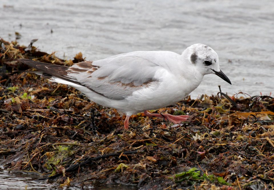 349 - BONAPARTE'S GULL (6-6-2015) pine point, scarborough, cumberland co, maine -03