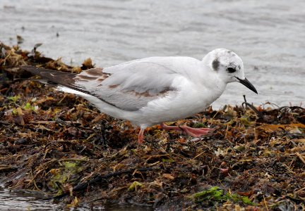 349 - BONAPARTE'S GULL (6-6-2015) pine point, scarborough, cumberland co, maine -03