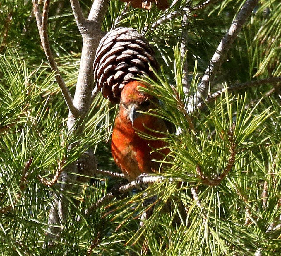 965 - RED CROSSBILL (11-22-2017) Rio Rico Golf Course, santa cruz co, az -04