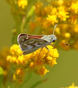 SKIPPER, JUBA (Hesperia juba) (8-2-2016) ruby lake marsh nwr, elko co, nv -01