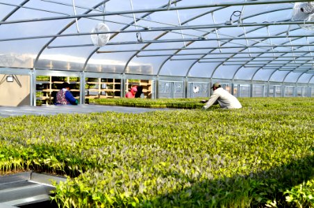 Greenhouses Flat Oval Tube CNC Profile Bender