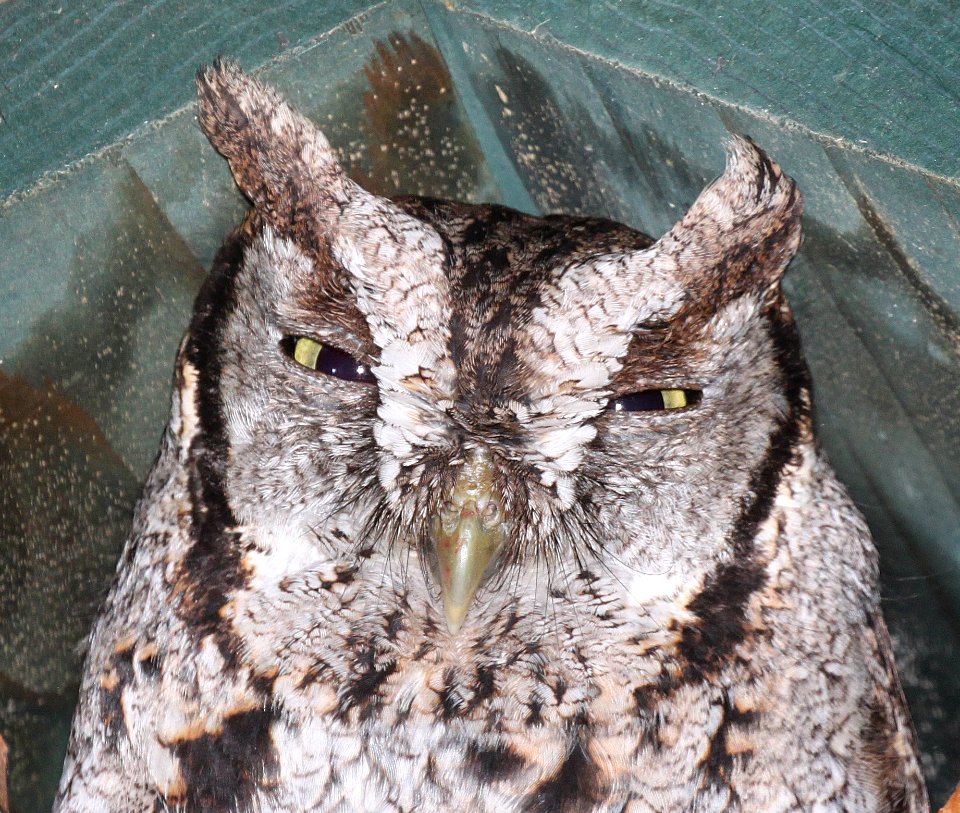453 - EASTERN SCREECH OWL(2-14-2015) national butterfly center, mission, hidalgo co, tx -03