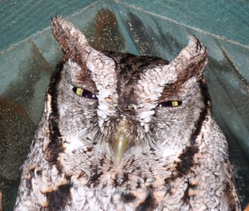 453 - EASTERN SCREECH OWL(2-14-2015) national butterfly center, mission, hidalgo co, tx -03