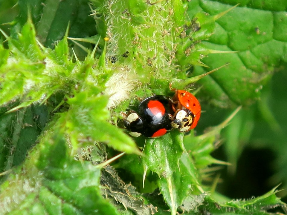 Bloemen insecten 2019 Rotterdam