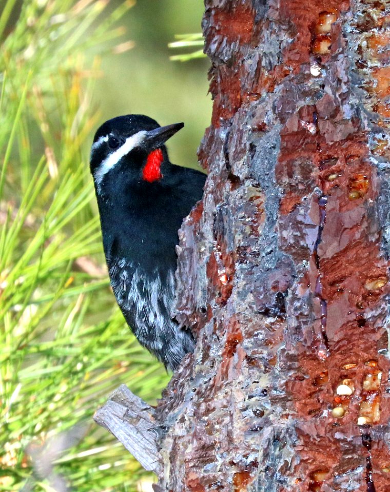 528 - WILLIAMSON'S SAPSUCKER (2-14-2016) upper humboldt cyn, patagonia mountains, santa cruz co, az -13