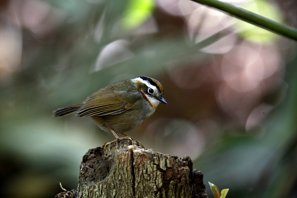  SYT2561 rufous-throated fulvetta