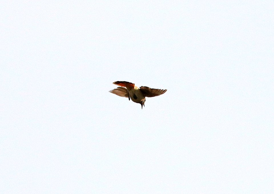 726 - BLUETHROAT (6-10-2016) kougarok road, nome, alaska (2)