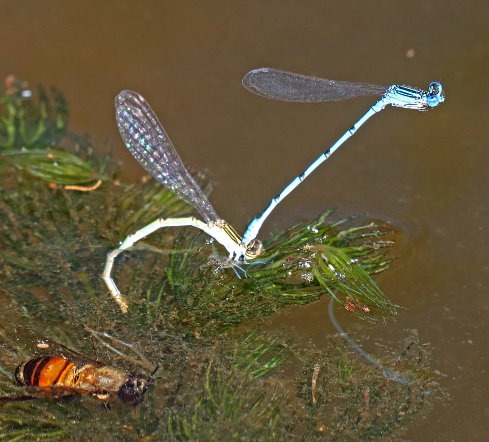 BLUET, DOUBLE-STRIPED (Enallagma basidens) (9-27-2020) pena blanca lake, santa cruz co, az -01 in tandem, ovipositing