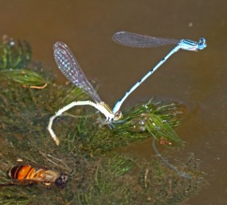 BLUET, DOUBLE-STRIPED (Enallagma basidens) (9-27-2020) pena blanca lake, santa cruz co, az -01 in tandem, ovipositing