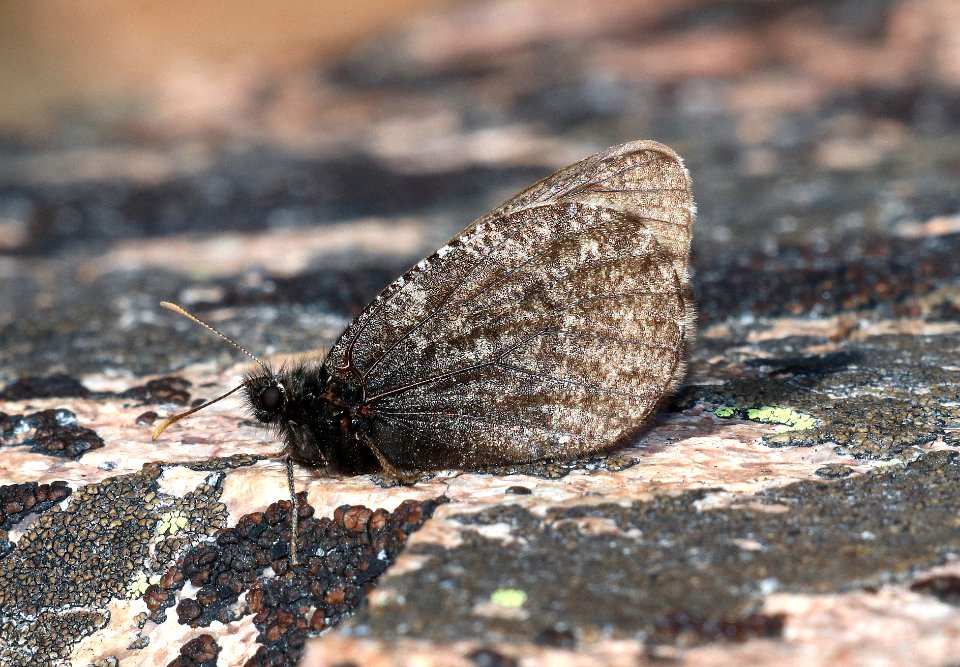 ARCTIC, MELISSA (Oeneis melissa beanii) (7-21-2020) 11100 ft, bear tooth hwy, park co, wy (4)