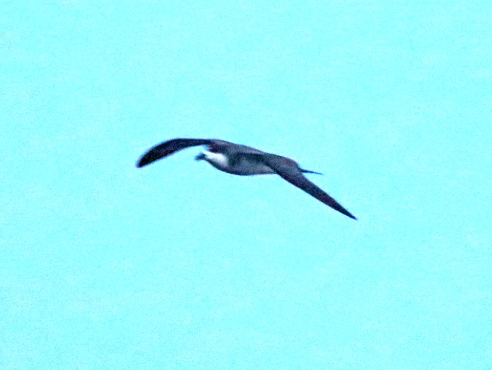 HAWAIIAN PETREL (5-3-2018) kalahaku overlook, haleakala nat park, maui co, hawaii -01
