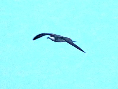 HAWAIIAN PETREL (5-3-2018) kalahaku overlook, haleakala nat park, maui co, hawaii -01
