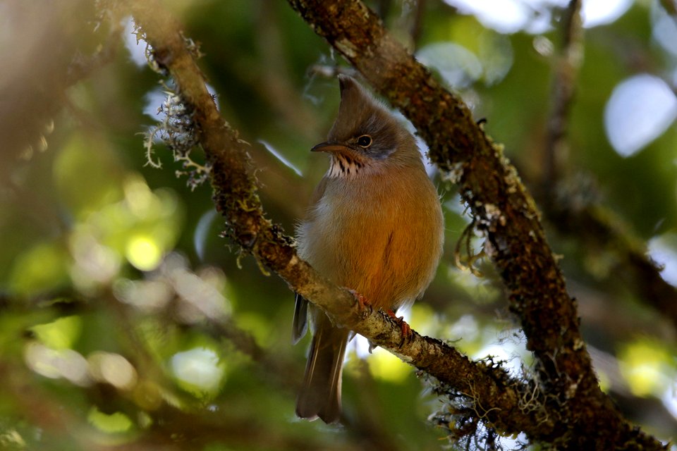  SYT3977 纹喉凤鹛 Stripe-throated Yuhina